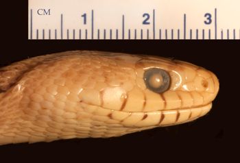 Media type: image;   Herpetology R-53938